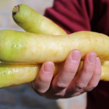 Möhre White Belgian (Samen)