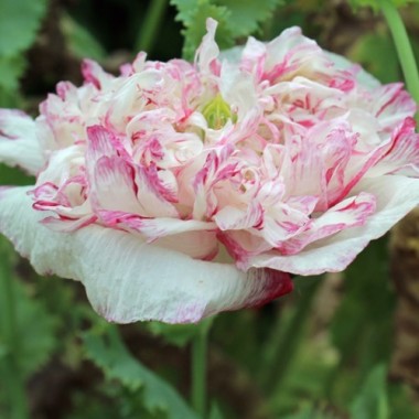 Mohn Flemish Antique (Samen)