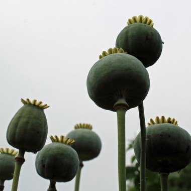 Mohn Frosted Salmon (Samen)