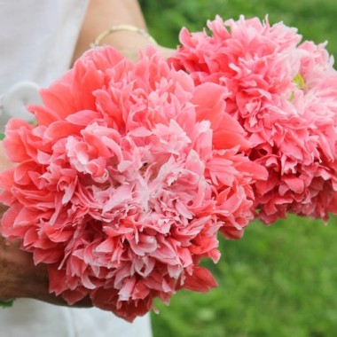 Mohn Frosted Salmon (Samen)