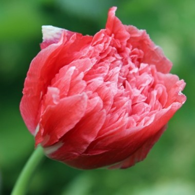 Mohn Frosted Salmon (Samen)
