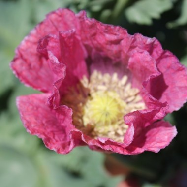Mohn Gigant (Samen)