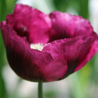Mohn Lauren's Grape (Samen)