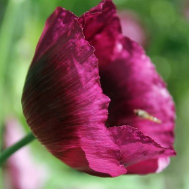 Mohn Lauren's Grape (Samen)