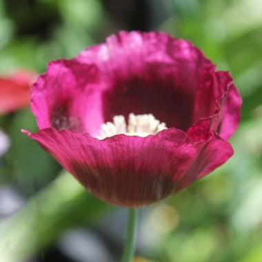 Mohn Lauren's Grape (Samen)