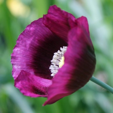 Mohn Lauren's Grape (Samen)