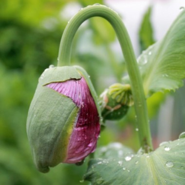 Mohn Lilac Peony (Samen)