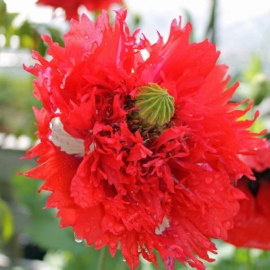 Mohn Oase (Samen)