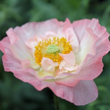 Seidenmohn Shirley Double (Samen)