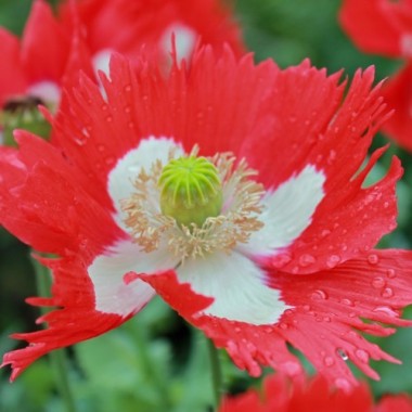 Mohn Victoria Cross (Samen)