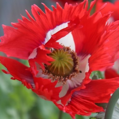 Mohn Victoria Cross (Samen)