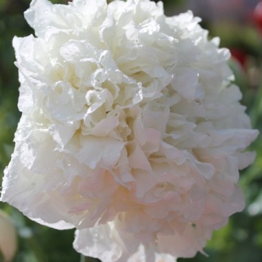 Mohn White Cloud (Samen)