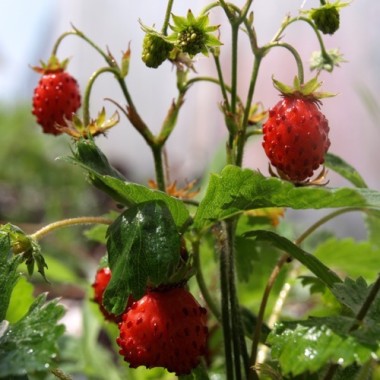 Monatserdbeere Attila (Samen)