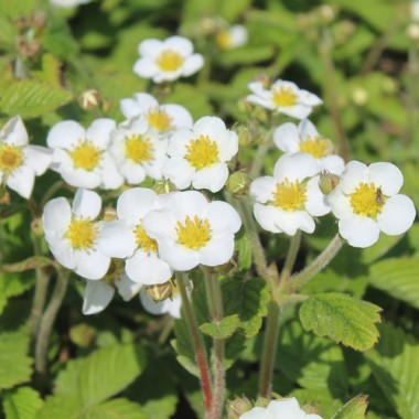 Moschuserdbeere Marie Charlotte (Pflanze)