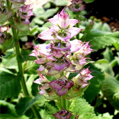 Muskatellersalbei rosa (Samen)
