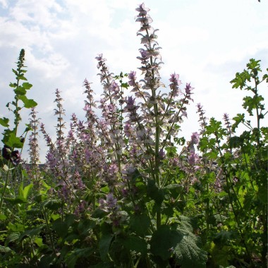 Muskatellersalbei rosa (Samen)
