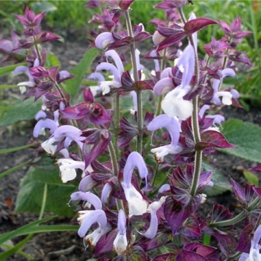 Muskatellersalbei violett (Samen)