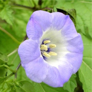 Nicandra gegen Weiße Fliege (Samen)