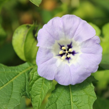 Nicandra gegen Weiße Fliege (Samen)