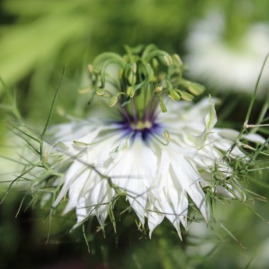 Nigella Miss Jekyll White (Samen)