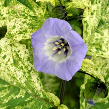 Nicandra panaschiert gegen Weiße Fliege (Samen)