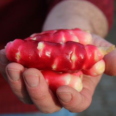 Oca Mexican Dark Scarlet (Pflanze)