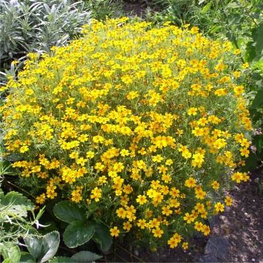 Orangengewürztagetes (Samen)