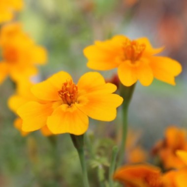 Orangengewürztagetes gegen Nematoden (Samen)