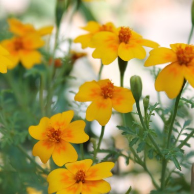 Orangengewürztagetes (Samen)