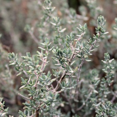 Orangenthymian (Pflanze)