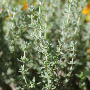 Orangenthymian (Pflanze)