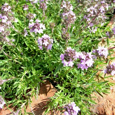 Orangenthymian kriechend (Pflanze)