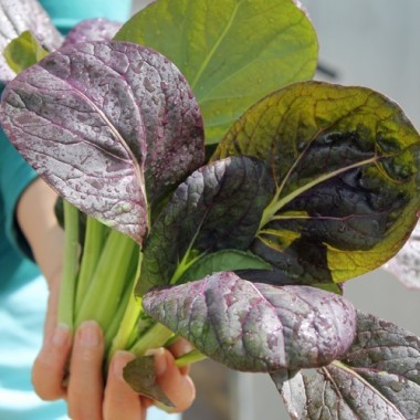 Pak Choi Arax (Samen)
