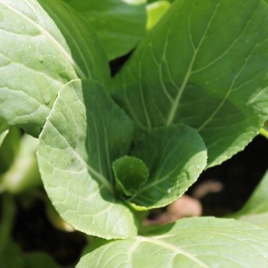 Mini Pak Choi Hong Tae (Samen)