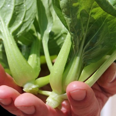 Mini Pak Choi Hong Tae (Samen)