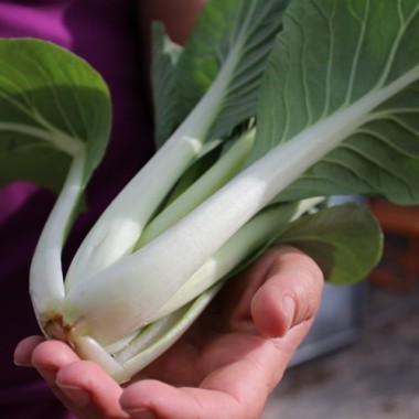 Pak Choi Sagami (Samen)