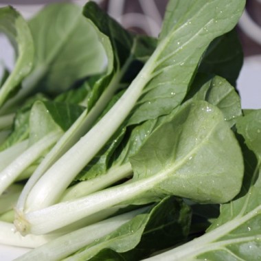 Pak Choi Sagami (Samen)