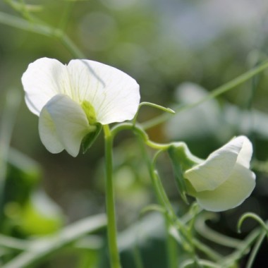 Palerbse Groene Kleene (Samen)