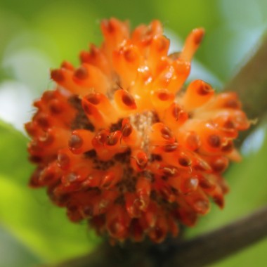Papiermaulbeerbaum (Samen)