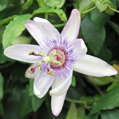 Blaue Passionsblume (Samen)