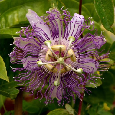 Tee-Passionsblume (Samen)
