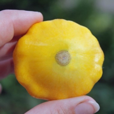 Patisson Yellow (Samen)