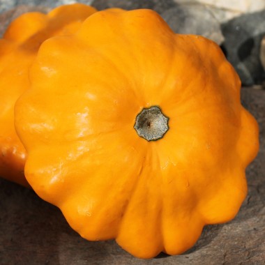 Patisson Orange (Samen)