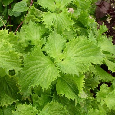 Perilla - Shiso grün (Samen)