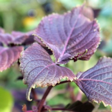 Perilla - Shiso rot (Samen)