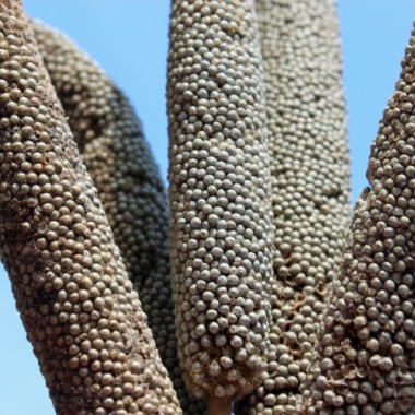 Perlhirse (Samen)