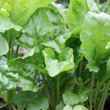 Perpetual Spinach (Samen)