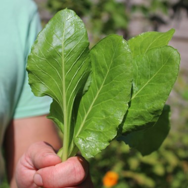 Perpetual Spinach (Samen)