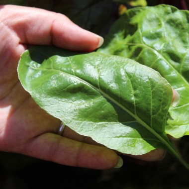 Perpetual Spinach (Samen)