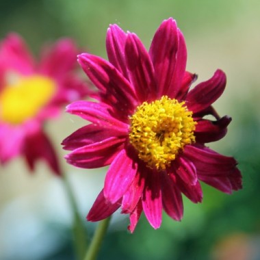 Persisches Pyrethrum rot (Samen)